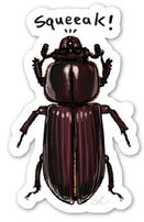 Squeaky Beetle