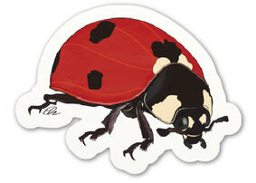 Lady Beetle