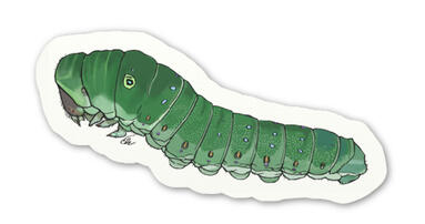 Caterpillar