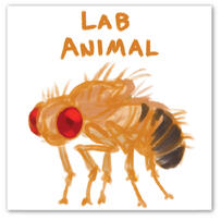 Lab Animal