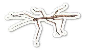 Stick Insect