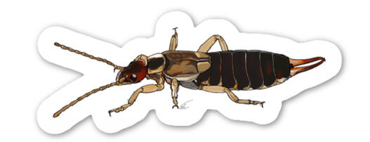 Earwig